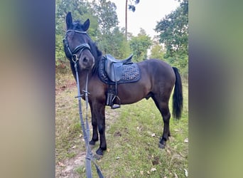 Dülmener, Wallach, 6 Jahre, 137 cm, Schwarzbrauner