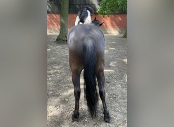 Dülmener, Wallach, 6 Jahre, 137 cm, Schwarzbrauner