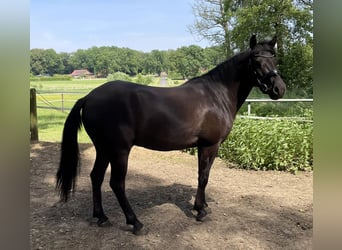 Dülmener, Wallach, 6 Jahre, 137 cm, Schwarzbrauner