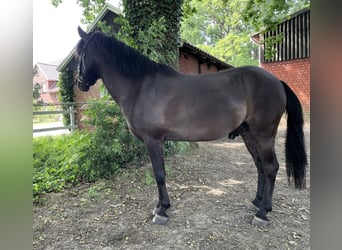 Dülmener, Wallach, 6 Jahre, 137 cm, Schwarzbrauner