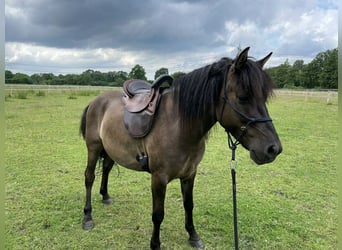 Dülmener, Wallach, 6 Jahre, 138 cm, Falbe