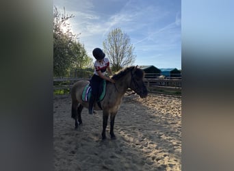 Dülmener Mix, Wallach, 8 Jahre, 135 cm, Falbe