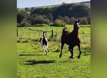 Duits Edelbloed, Merrie, 1 Jaar, 164 cm, Gevlekt-paard