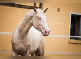Duits rijpaard, Hengst, 11 Jaar, 173 cm, Cremello