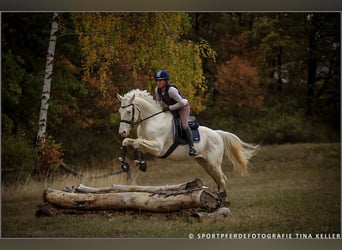 Duits rijpaard, Hengst, 16 Jaar, 160 cm, Cremello