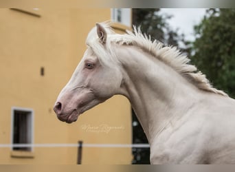 Duits rijpaard, Hengst, 17 Jaar, 160 cm, Cremello