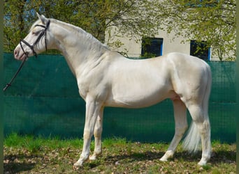 Duits rijpaard, Hengst, 19 Jaar, 164 cm, Cremello