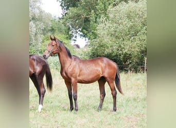 Duits rijpaard, Hengst, 1 Jaar, 169 cm, Bruin