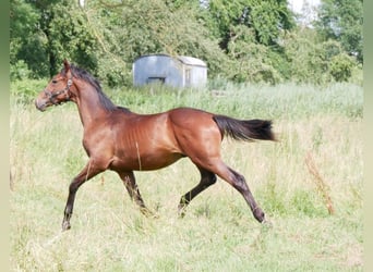 Duits rijpaard, Hengst, 1 Jaar, 169 cm, Bruin