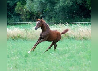 Duits rijpaard, Hengst, 1 Jaar, 169 cm, Donkere-vos