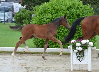 Duits rijpaard, Hengst, 1 Jaar, 170 cm