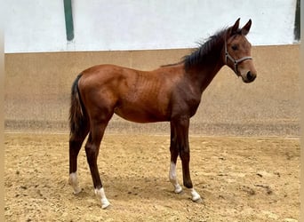 Duits rijpaard, Hengst, 1 Jaar, Bruin