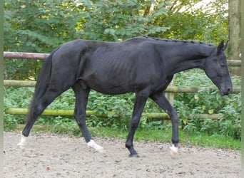 Duits rijpaard, Hengst, 2 Jaar, 155 cm