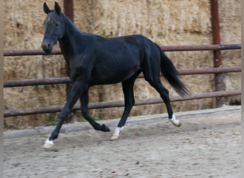 Duits rijpaard, Hengst, 2 Jaar, 155 cm