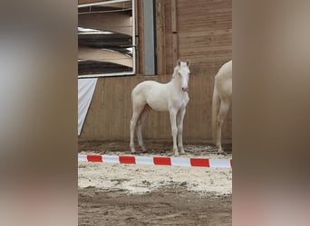 Duits rijpaard, Hengst, 2 Jaar, 156 cm, Cremello