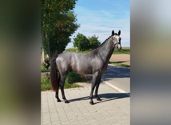 Duits rijpaard, Hengst, 2 Jaar, 158 cm, Appelschimmel