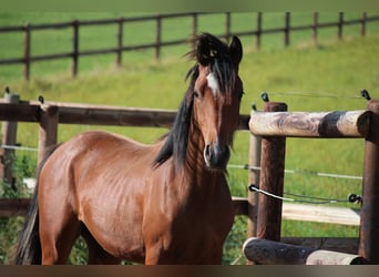 Duits rijpaard, Hengst, 3 Jaar, 148 cm, Bruin