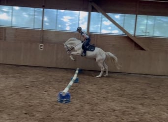 Duits rijpaard, Hengst, 3 Jaar, 165 cm, Cremello