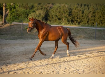 Duits rijpaard, Hengst, 3 Jaar, 168 cm, Vos