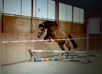 Duits rijpaard, Hengst, 3 Jaar, 169 cm, Buckskin