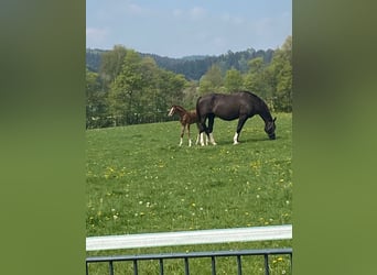 Duits rijpaard, Hengst, 3 Jaar, 170 cm, Donkere-vos