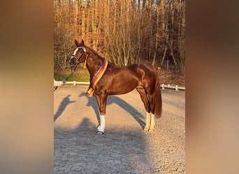 Duits rijpaard, Hengst, 3 Jaar, 170 cm, Donkere-vos