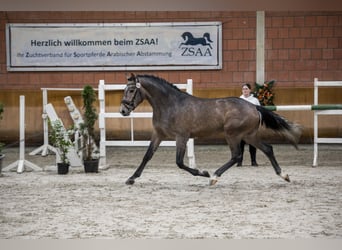 Duits rijpaard, Hengst, 3 Jaar, 173 cm, Schimmel