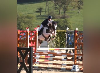 Duits rijpaard, Hengst, 4 Jaar, 168 cm, Gevlekt-paard