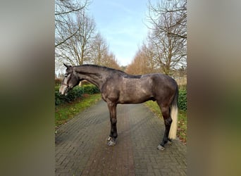 Duits rijpaard, Hengst, 6 Jaar, 175 cm, Schimmel