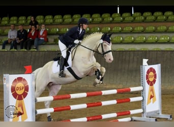 Duits rijpaard, Hengst, 14 Jaar, 170 cm, Cremello