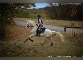 Duits rijpaard, Hengst, 15 Jaar, 170 cm, Cremello