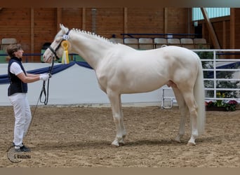 Duits rijpaard, Hengst, 15 Jaar, 170 cm, Cremello