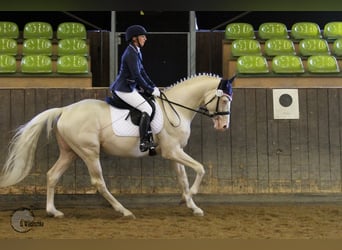 Duits rijpaard, Hengst, 15 Jaar, 170 cm, Cremello