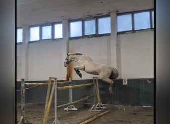 Duits rijpaard, Hengst, 19 Jaar, 164 cm, Cremello