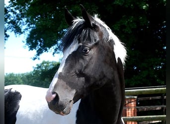 Duits rijpaard, Hengst, 5 Jaar, 175 cm, Gevlekt-paard