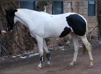Duits rijpaard, Hengst, 6 Jaar, 168 cm, Gevlekt-paard
