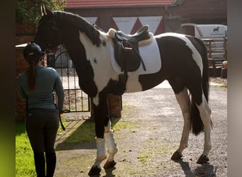 Duits rijpaard, Hengst, 8 Jaar, 172 cm, Gevlekt-paard