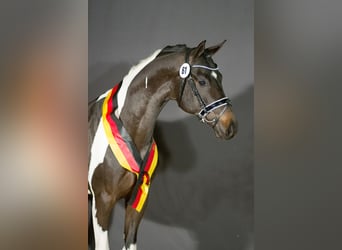 Duits rijpaard, Hengst, 10 Jaar, 170 cm, Gevlekt-paard