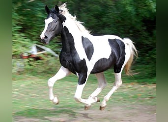 Duits rijpaard, Hengst, 4 Jaar, 175 cm, Tobiano-alle-kleuren