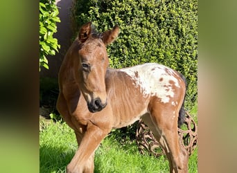 Duits rijpaard, Hengst, veulen (03/2024), 168 cm, Appaloosa