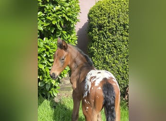 Duits rijpaard, Hengst, veulen (03/2024), 168 cm, Appaloosa