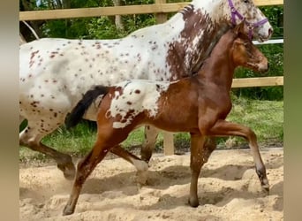 Duits rijpaard, Hengst, veulen (03/2024), 168 cm, Appaloosa