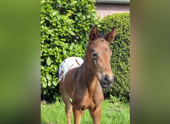 Duits rijpaard, Hengst, veulen (03/2024), 168 cm, Appaloosa