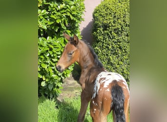 Duits rijpaard, Hengst, veulen (03/2024), 168 cm, Appaloosa