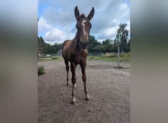 Duits rijpaard, Hengst, veulen (04/2024), 170 cm, Donkere-vos