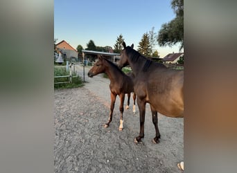 Duits rijpaard, Hengst, Veulen (03/2025), Bruin