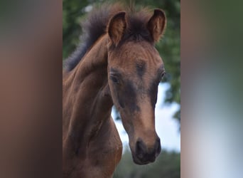 Duits rijpaard, Hengst, Veulen (05/2025), Donkerbruin