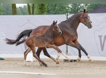 Duits rijpaard, Hengst, veulen (04/2024), Donkerbruin