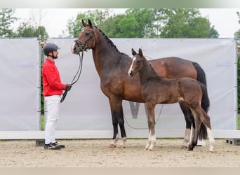 Duits rijpaard, Hengst, veulen (04/2024), Donkerbruin