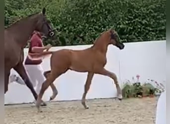 Duits rijpaard, Hengst, veulen (04/2024), Donkere-vos